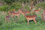 Impala herd, Thanda Game Reserve