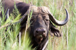 Buffalo, Kruger National Park