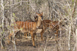 Nyala females, Kruger National Park
