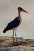 Marabou stork, Kruger National Park