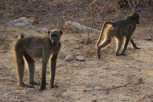 Chacma baboons, Kruger National Park