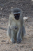 Velvet monkey, Kruger National Park