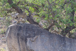 Klipspringers, Kruger National Park