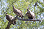 White-backed vultures, Kruger National Park