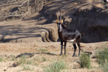 The rare sable antelope, Kruger National Park