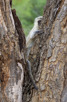 Velvet monkey hiding behind a tree, Kruger National Park