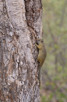 Ground squirrel, Kruger National Park