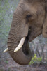Elephant, Kruger National Park