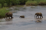 Elephants crossing the Sabi river, Kruger National Park