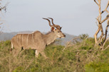 Kudu, Thanda Game Reserve
