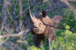Black rhino, Thanda Game Reserve