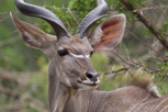 Kudu, Thanda Game Reserve