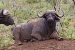 Buffalo, Thanda Game Reserve