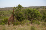 Giraffe, Thanda Game Reserve