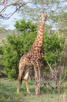 Giraffe, Thanda Game Reserve