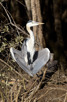 Heron, iSimangaliso Wetland Park