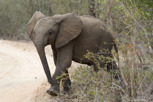 Elephant calf, Kruger National Park