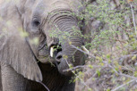 Elephant feeding, Kruger National Park