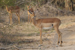 Impala herd, Kruger National Park