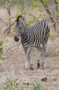 Zebra, Kruger Nkational Park