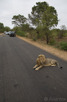 Lions resting on the paved roads inside Kruger National Park