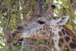 Giraffe feeding, Kruger National Park