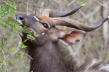 Nyala male feeding, Krüger National Park
