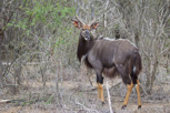 Nyala male, Kruger National Park
