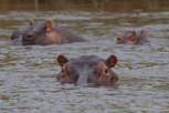 Hippos, Kruger National Park