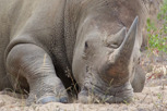 White rhino, Kruger National Park