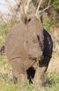 White rhino, Thanda Game Reserve
