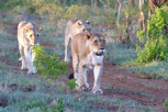 Female lions, Thanda Game Reserve
