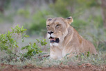Lion, Thanda Game Reserve
