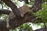 Leopard, Kruger National Park