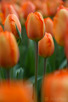 Orange tulips, Keukenhof