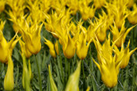 Yellow tulips, Keukenhof