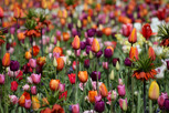 Tulips in all kind of colors, Keukenhof