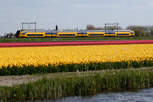 Regional train passes by the colorful tulip fields