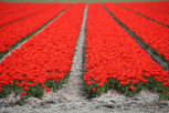 Red tulip field outside Amsterdam