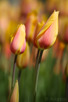 Tulips, Keukenhof