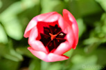 A tulip up close, Keukenhof