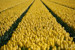 Yellow tulip fields outside Amsterdam