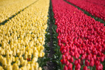 Tulip fields outside Keukenhof
