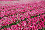 Pink tulip field outside Amsterdam