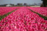 Pink tulip field outside Amsterdam