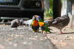 Rainbow lorikeets and doves at Surry Hills, Sydney