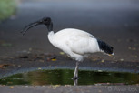 The Australian white ibis at Royal Botanic Gardens, Sydney