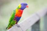 Rainbow lorikeet at Royal Botanic Gardens, Sydney