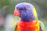 Rainbow lorikeet at Royal Botanic Gardens, Sydney