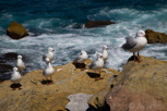 Seagulls at Bondi Beach, Sydney